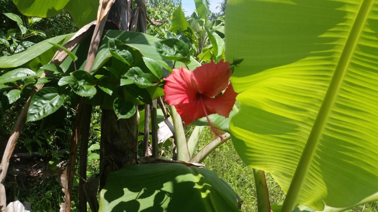 Banana Grove El Nido Hotel Exterior foto